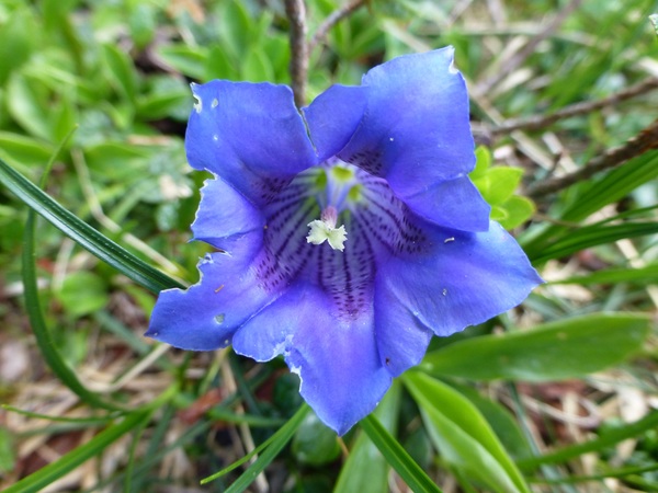 Blue gentian flowers Stock Photo