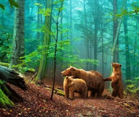 Brown bear family HD picture