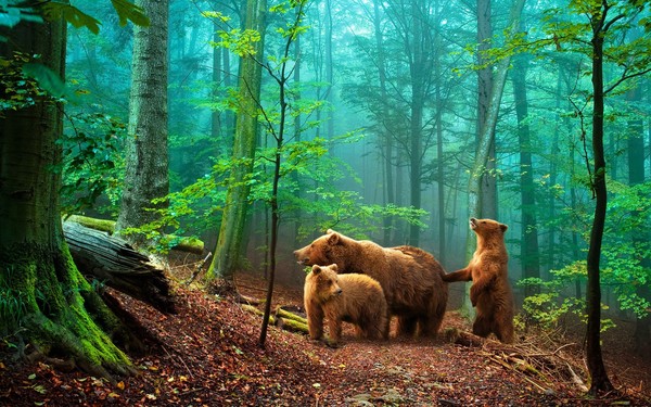 Brown bear family HD picture