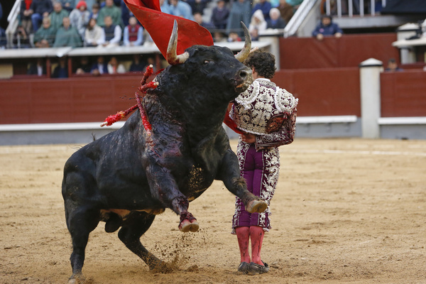 Bullfight Stock Photo 02