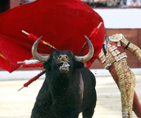 Bullfight Stock Photo 04