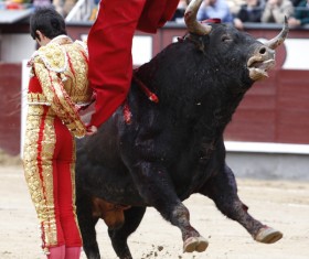 Bullfight Stock Photo 05