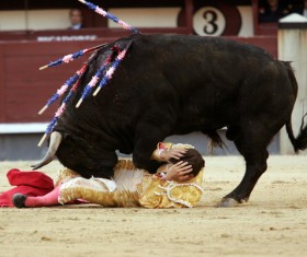 Bullfight Stock Photo 08