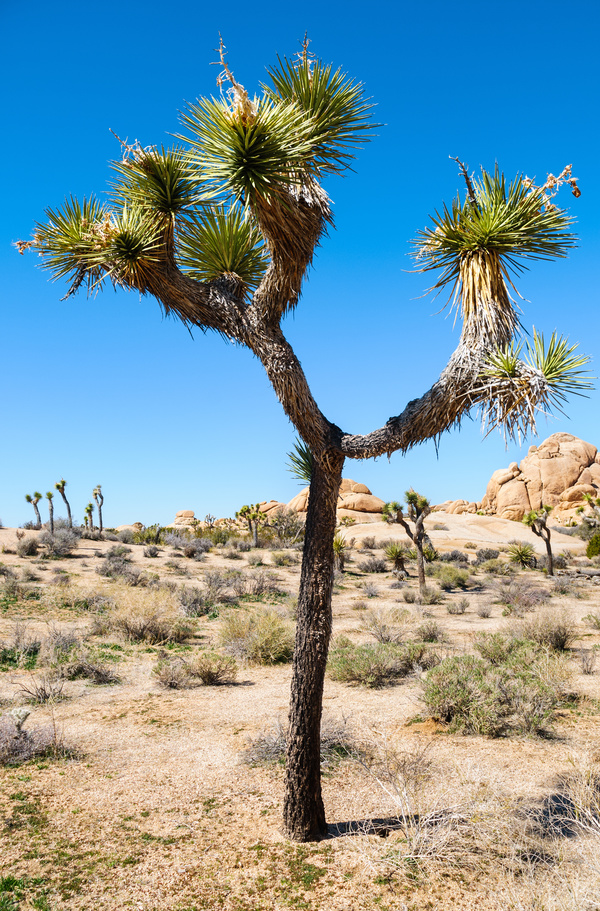 California desert tree Yucca Stock Photo 01