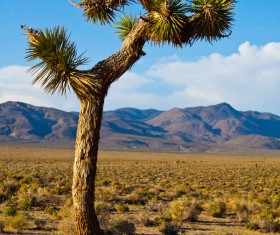 California desert tree Yucca Stock Photo 02