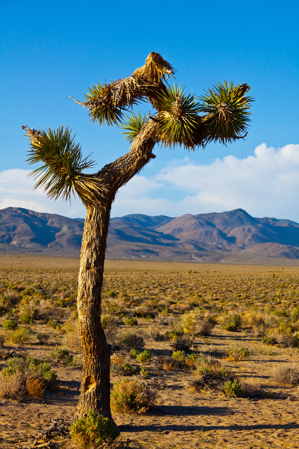 California desert tree Yucca Stock Photo 02