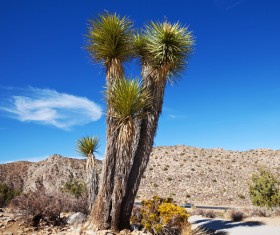 California desert tree Yucca Stock Photo 03