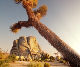 Californias desert landscape natural tree yucca Stock Photo 01
