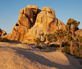 Californias desert landscape natural tree yucca Stock Photo 02