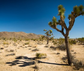 Californias desert landscape natural tree yucca Stock Photo 03