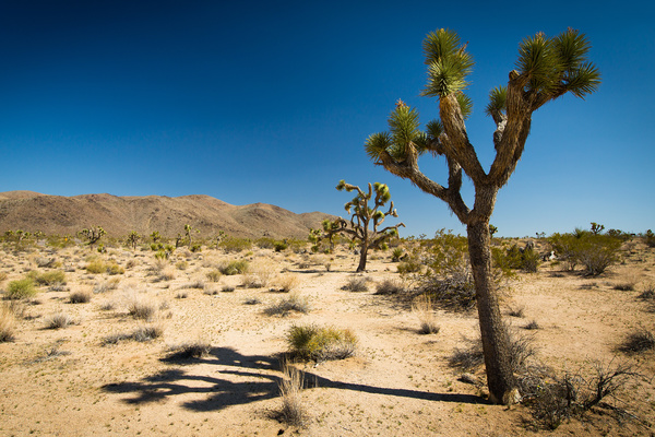 Californias desert landscape natural tree yucca Stock Photo 03