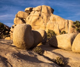 Californias desert landscape natural tree yucca Stock Photo 04
