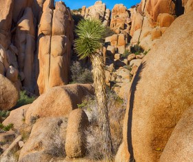 Californias desert landscape natural tree yucca Stock Photo 05