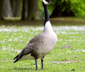 Canadian black goose Stock Photo