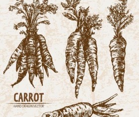 Carrot hand drawing retor vector 01