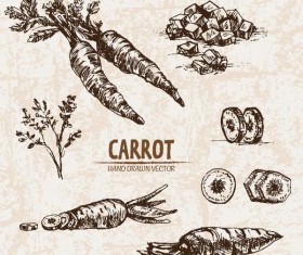 Carrot hand drawing retor vector 02
