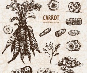 Carrot hand drawing retor vector 03