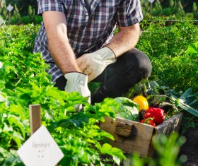 Check vegetable farmers HD picture