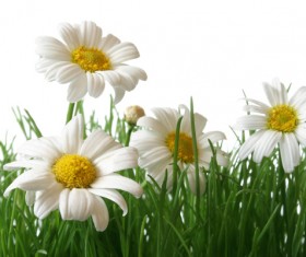 Close-up of white flowers HD picture