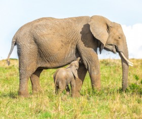 Cute little elephant and maternal elephant Stock Photo 01