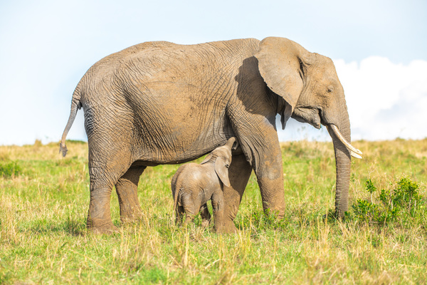 Cute little elephant and maternal elephant Stock Photo 01