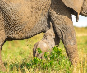 Cute little elephant and maternal elephant Stock Photo 02