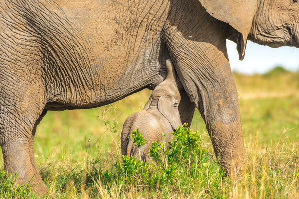 Cute little elephant and maternal elephant Stock Photo 02