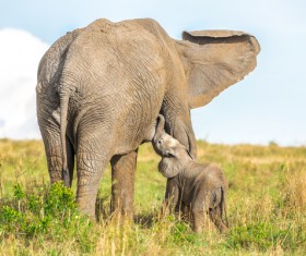Cute little elephant and maternal elephant Stock Photo 03