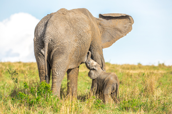 Cute little elephant and maternal elephant Stock Photo 03
