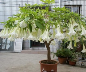 Datura flowers Stock Photo