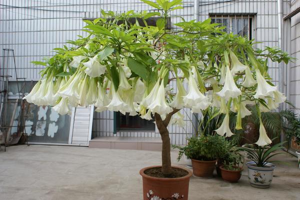 Datura flowers Stock Photo