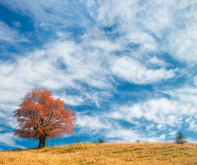 Day high clouds pale red maple Stock Photo