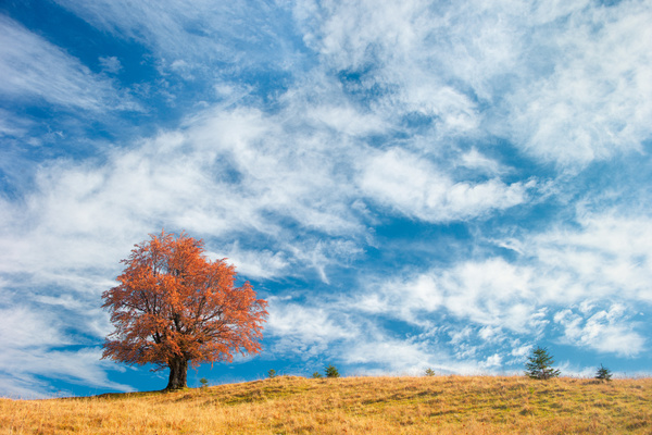 Day high clouds pale red maple Stock Photo