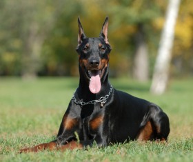 Doberman Stock Photo 01