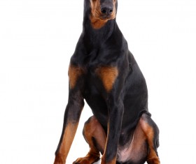 Doberman Stock Photo 02
