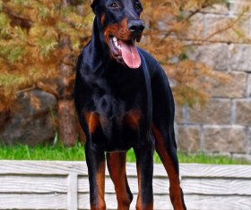 Doberman Stock Photo 03