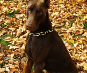Doberman Stock Photo 04