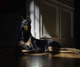 Doberman Stock Photo 06