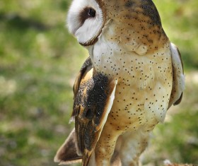 Domesticated birds Stock Photo
