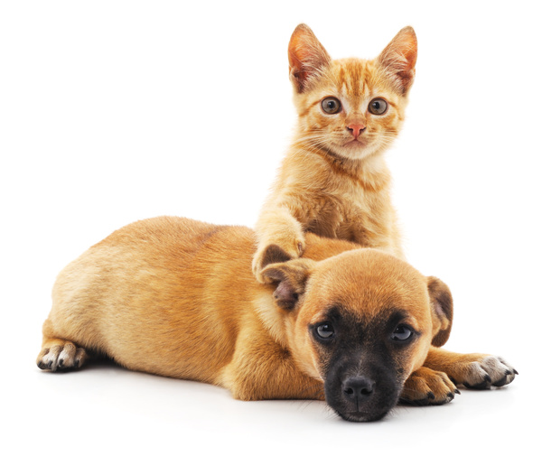 Domineering kitten and puppy lying on the floor HD picture