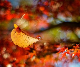 Fall leaves Stock Photo