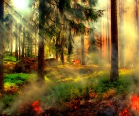 Fantasy wonderland woods landscape Stock Photo