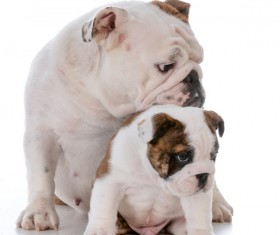 Female bulldog and cubs Stock Photo 01