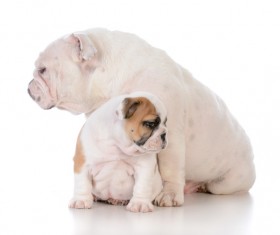 Female bulldog and cubs Stock Photo 02