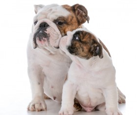 Female bulldog and cubs Stock Photo 03