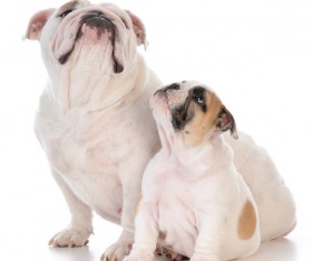 Female bulldog and cubs Stock Photo 04
