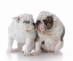 Female bulldog and cubs Stock Photo 05