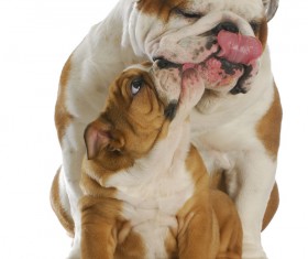 Female bulldog and cubs Stock Photo 06