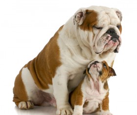 Female bulldog and cubs Stock Photo 07