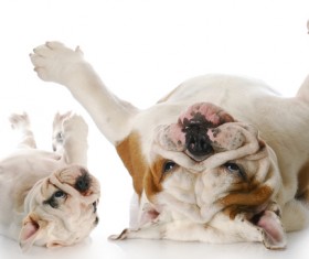 Female bulldog and cubs Stock Photo 08